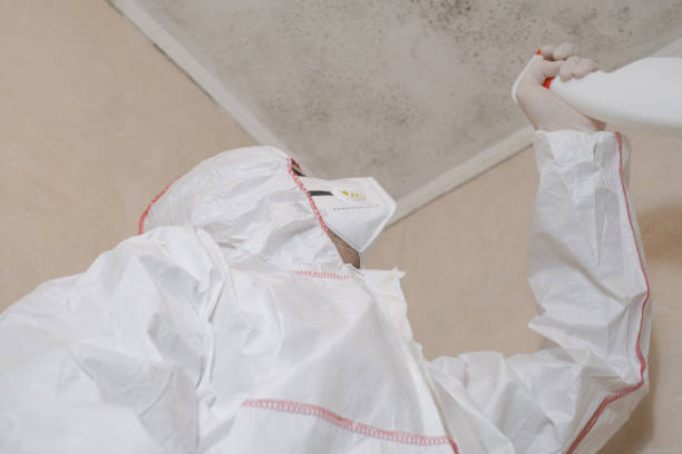 Best Attic Mold Remediation in Hilton Head Island, SC
